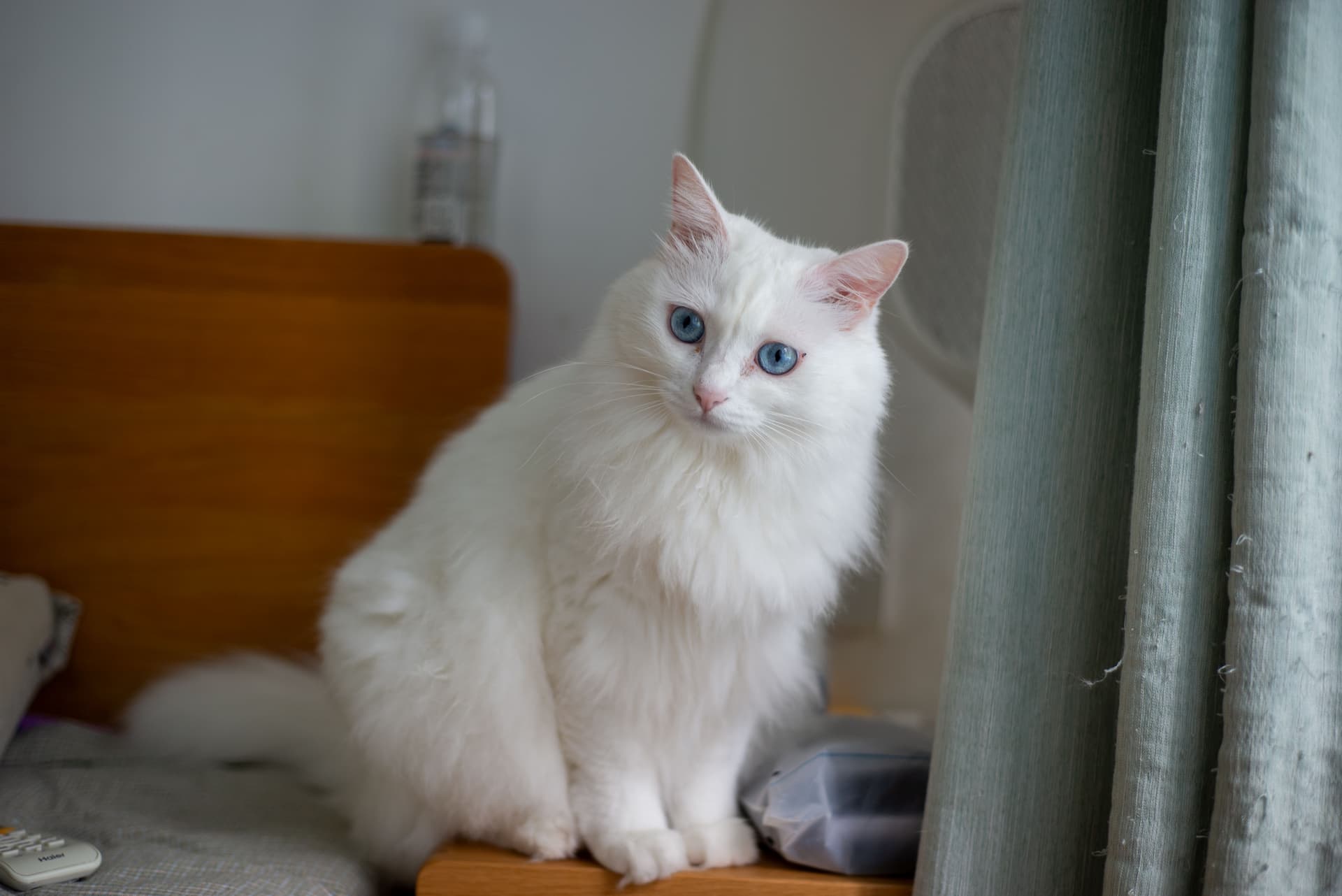 TikTok一款躲猫猫宠物玩具火爆出圈，爆卖超220万GMV