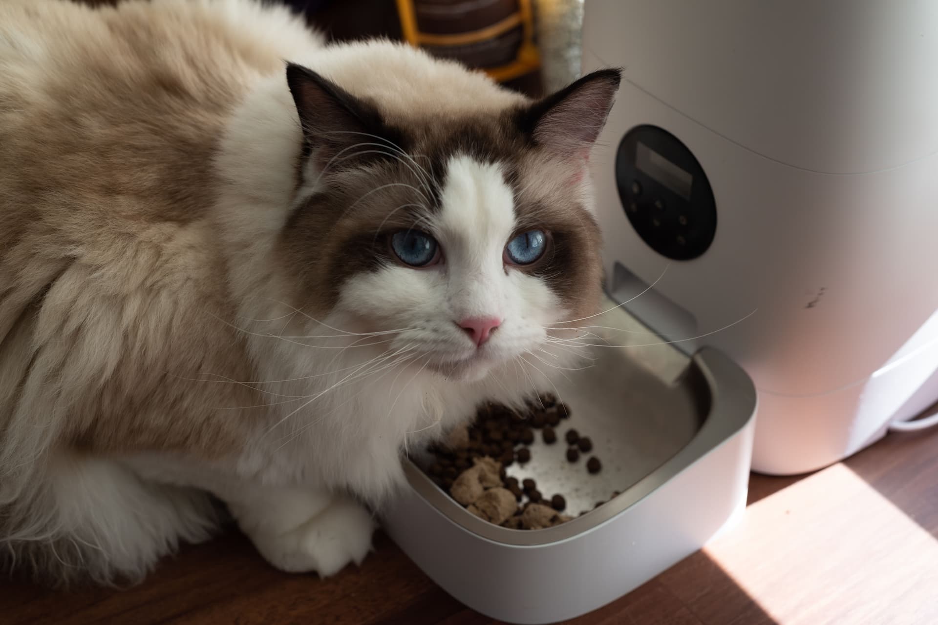 把中药材配进猫粮，国产老牌在印尼一年卖掉1.5万吨