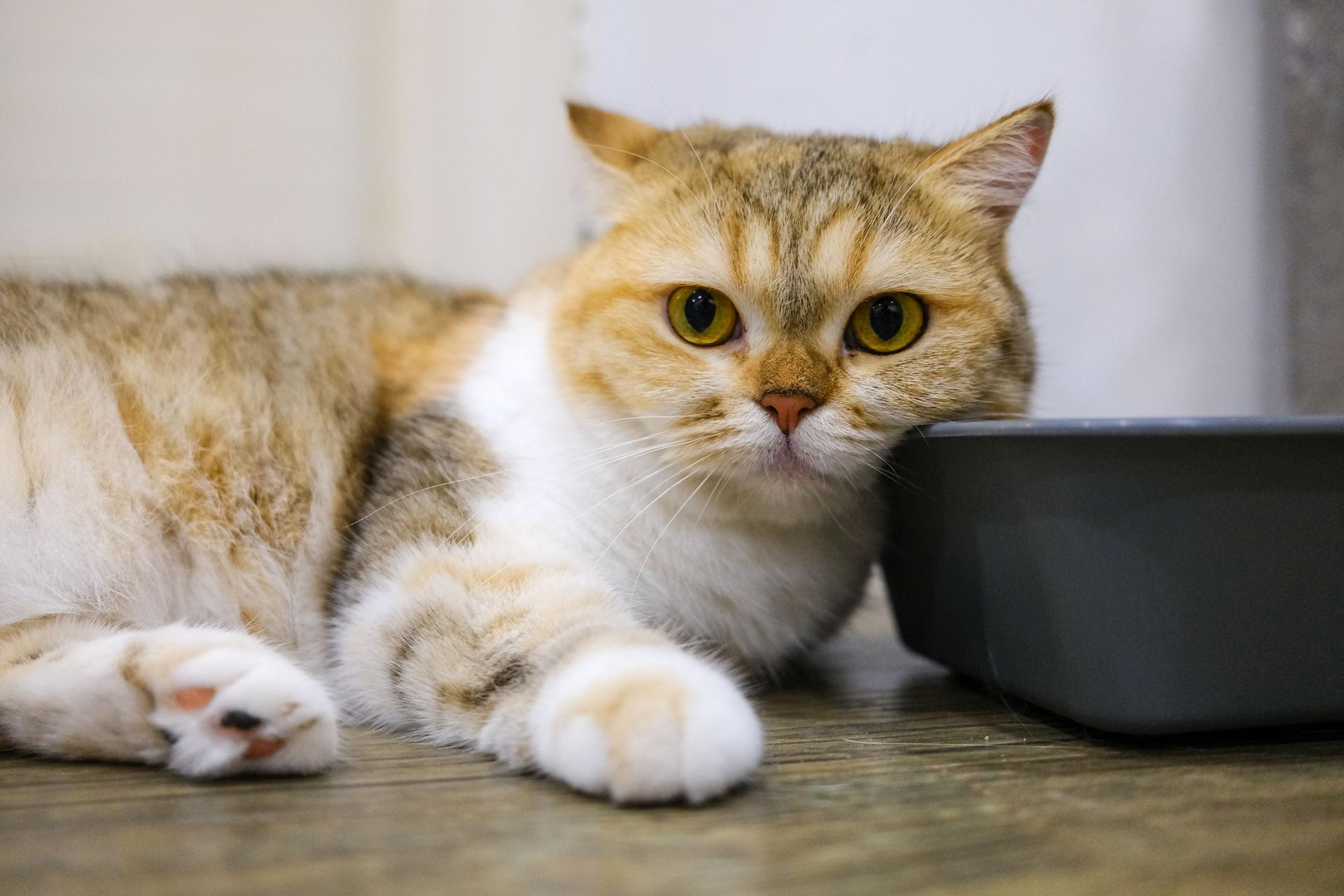 被猫带火的一门生意，它在TikTok上卖出了上千万美元
